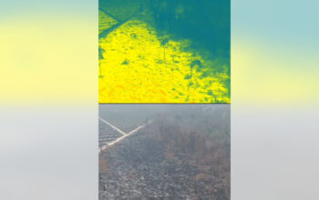 Drone WWF Ungkap Rahasia Api Gambut Sulit Padam