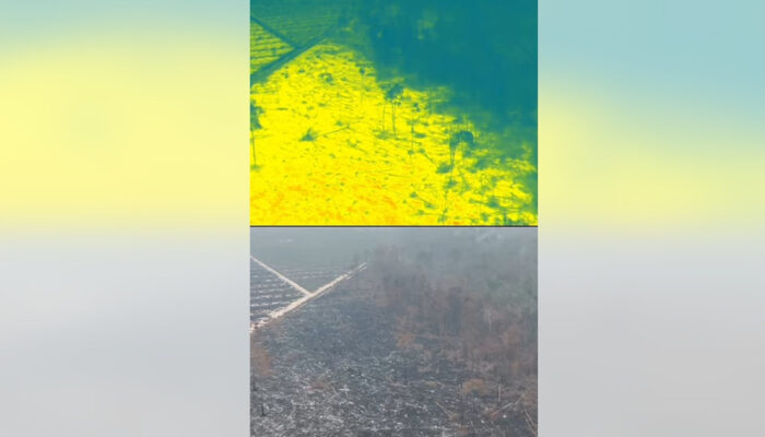 Drone WWF Ungkap Rahasia Api Gambut Sulit Padam