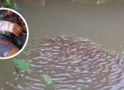 Horor Ikan Gabus Raksasa Serang Bocah di Thailand