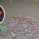 Horor Ikan Gabus Raksasa Serang Bocah di Thailand