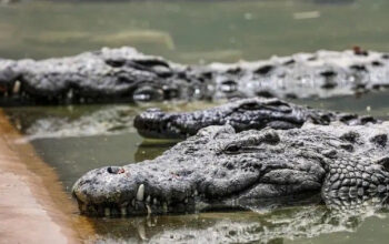 Terungkap! Rahasia Buaya Lolos dari Kiamat Pembunuh Dinosaurus