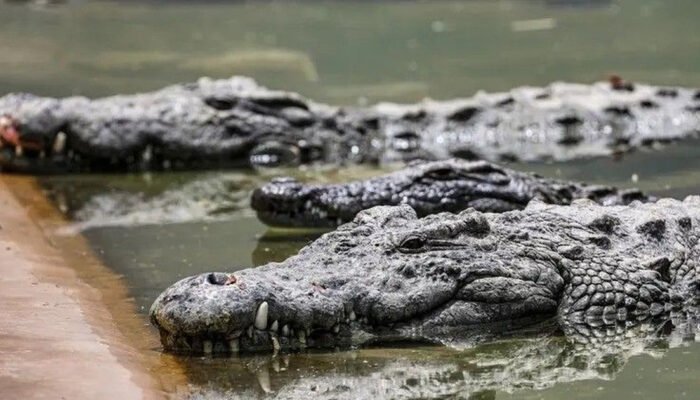 Terungkap! Rahasia Buaya Lolos dari Kiamat Pembunuh Dinosaurus
