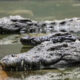 Terungkap! Rahasia Buaya Lolos dari Kiamat Pembunuh Dinosaurus