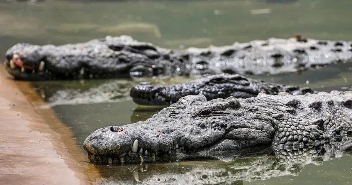 Terungkap! Rahasia Buaya Lolos dari Kiamat Pembunuh Dinosaurus